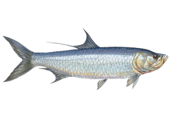 Tarpon